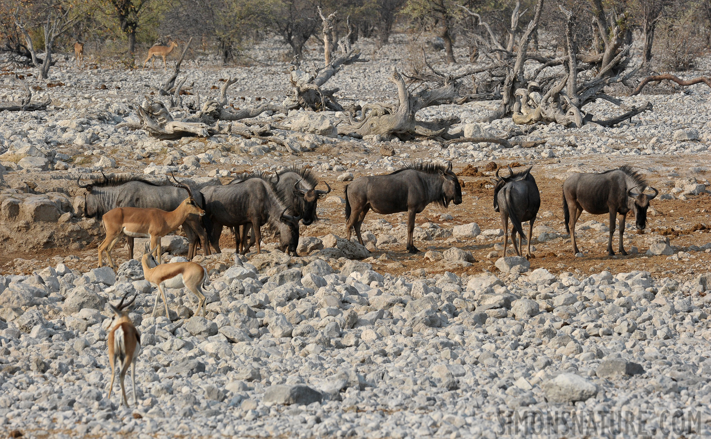 Connochaetes taurinus [400 mm, 1/800 sec at f / 13, ISO 1000]